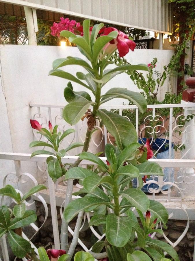Garden Roomz Oman Muskat Eksteriør bilde